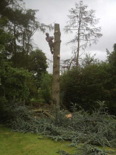 weatheral-tree-surgery-and-garden-landscaping