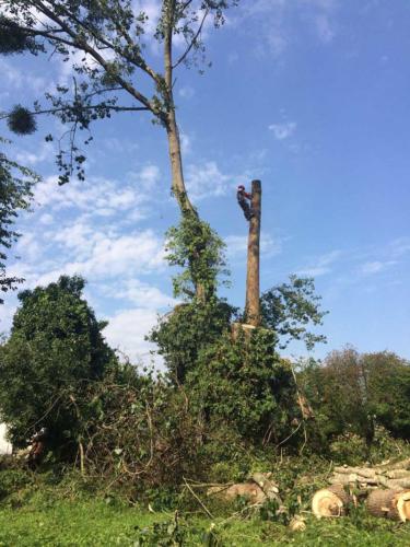weatheral-tree-surgery-and-garden-landscaping