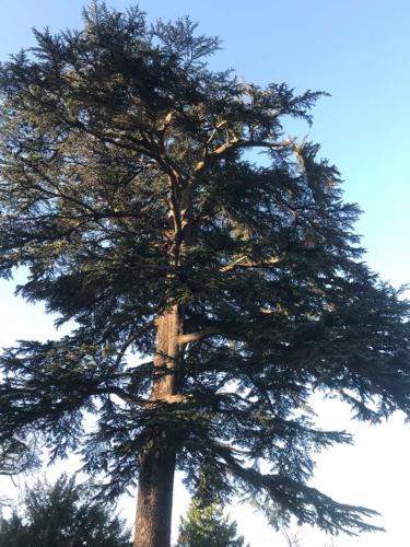 weatheral-tree-surgery-and-garden-landscaping